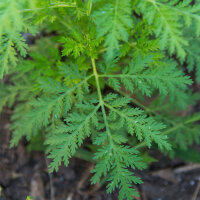 Artemisia-annua tincture 50/100 ml