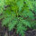 Teinture m&egrave;re de Artemisia annua 50/100 ml