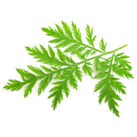 Artemisia annua avec feuilles de stévia...