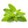 Artemisia annua avec feuilles de st&eacute;via fra&icirc;ches 50/100 ml