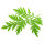 Teinture m&egrave;re de Artemisia annua et de feuilles de stevia fra&icirc;ches 50 ml