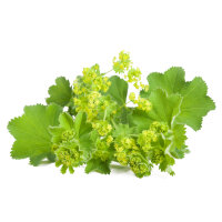 Lady&rsquo;s mantle - Yarrow - Yam tincture 100 ml