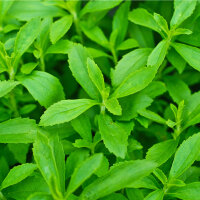 Tintura de Cardo silvestre y hojas frescas de Stevia 50/100 ml