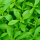 Tintura de Cardo silvestre y hojas frescas de Stevia 50/100 ml