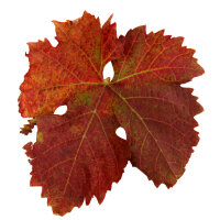 Teinture mère de feuilles de vigne rouge 100 ml, Bio 