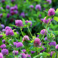 Purple clover tincture 50/100 ml, organic