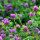 Purple clover tincture 50 ml, organic