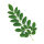 Teinture m&egrave;re de Artemisia annua avec Moringa oleifera 50/100 ml 