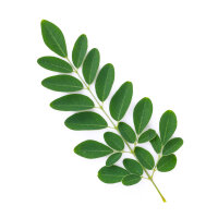 Teinture m&egrave;re de Artemisia annua avec Moringa oleifera 50 ml