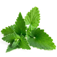 Melisse Tinktur 100ml, Bio