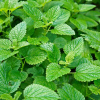 Melisse Tinktur 100ml, Bio