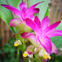 Curcuma Forte Tinktur 50/100 ml, Bio