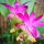 Curcuma Forte Tinktur 100ml, Bio