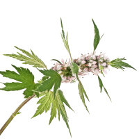 Herzgespann Tinktur 100ml, Bio