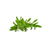Manukahonig Kr&auml;utersirup 125ml - MGO: 300