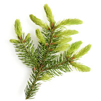 Manukahonig Kr&auml;utersirup 125ml - MGO: 650