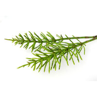 Murdannia loriformis Tinktur 100ml
