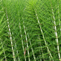 Murdannia loriformis Tinktur 100ml