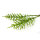 Murdannia loriformis Tinktur 100ml