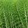 Murdannia loriformis Tinktur 100ml