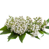 Gute Nacht Tinktur 50/100 ml, Bio