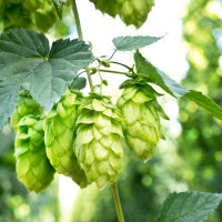 Gute Nacht Tinktur 50/100 ml, Bio