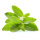 Stevia Tinktur 50/100 ml