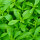 Stevia Tinktur 50/100 ml