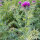 Stevia Tinktur 50/100 ml