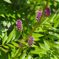 Herp Essenz Tinktur 100ml