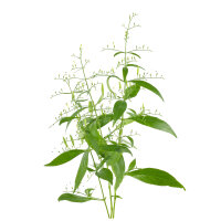 Herp Essenz Tinktur 100ml