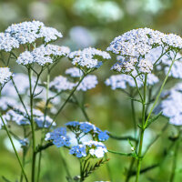 Babygl&uuml;ck f&uuml;r die Frau 100ml, Bio