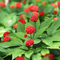 Bewegung Pur 100ml, bio