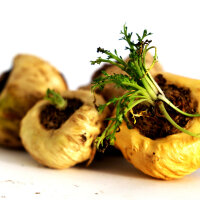 Bewegung Pur 100ml, bio