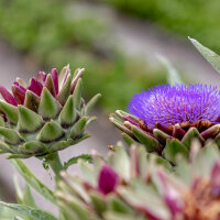 Cho-Less Tinktur 100ml