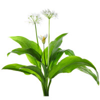 Cho-Less Tinktur 100ml