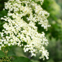 Fibasan Tinktur 100ml