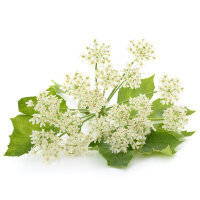 Flora gut, alles gut 100ml