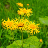 Atemfein Tinktur 100ml