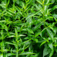 Atemfein Tinktur 100ml