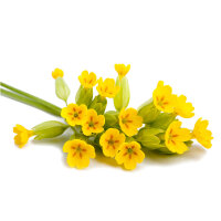 Atemfein Tinktur 100ml