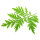 Artemisia annua with fresh stevia leaves 100 ml