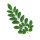 Artemisia annua -  Moringa oleifera Tinktur 50ml