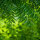 Tintura de neem, 100 ml