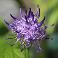 Bewegings-Combinatie 2: 1 maand, BIO