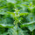 Bewegings-Combinatie 2: 1 maand, BIO