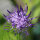 Bewegings-Combinatie 2: 1 maand, BIO