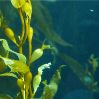 Kelp Alge Tinktur 50ml, Bio