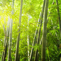 Bambus Tinktur 50ml