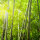 Bambus Tinktur 50ml